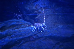 20260601_170006